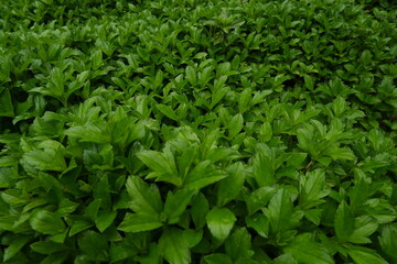 green grass background