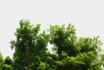 Die-cut green leaves and white background