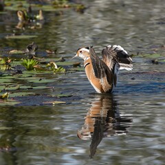 Partridge in swimming