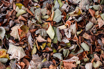 A close-up of a dense carpet of fallen autumn leaves in various shades of brown, green, and orange. Dark autumn background, texture