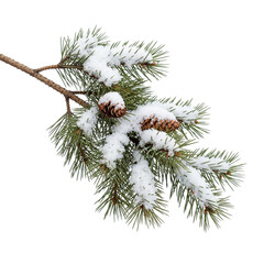 Fototapeta premium christmas tree branch