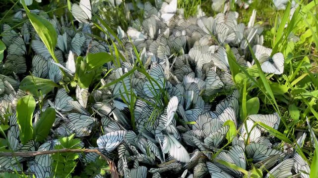 Close-up swarm of white butterflies sitting on summer meadow among green grass. Butterflies take off from the ground. Chaotic flight of insects in the nature