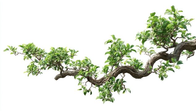 Branching treetop, lush green leaves on curving branches against white background
