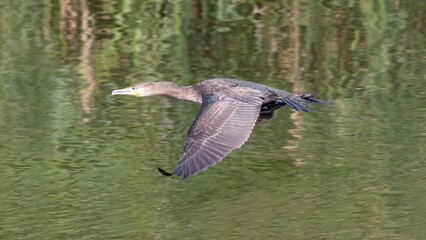 great crested grebe