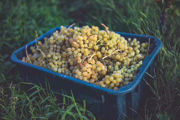 Grapes for making wine in the harvesting crate and the vineyard.