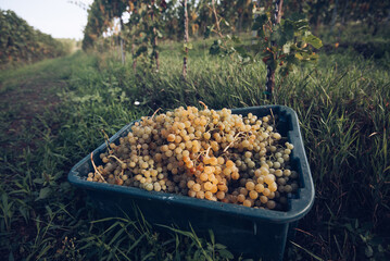 Grapes for making wine in the harvesting crate and the vineyard.