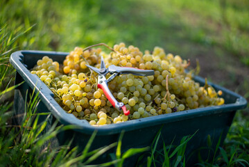 Green vine grapes with secateurs in the vineyard at harvesting season. Grapes for making wine in the harvesting crate.