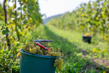 Green vine grapes with secateurs in the vineyard at harvesting season. Grapes for making wine in the bucket.