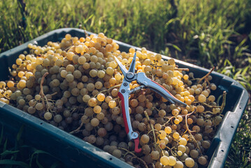 Green vine grapes with secateurs in the vineyard at harvesting season. Grapes for making wine in the harvesting crate.