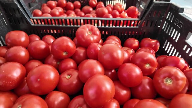 Tomaten