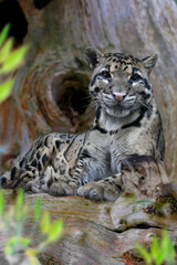 Nebelparder (Neofelis nebulosa)  ruht vor Baumstamm