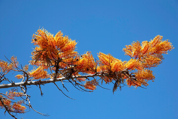  Immerblühende Australische Silbereiche (Grevillea semperflorens) Blüten