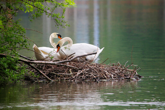 H&ouml;ckerschwan (Cygnus olor) Vogelpaar auf Nest im Wasser