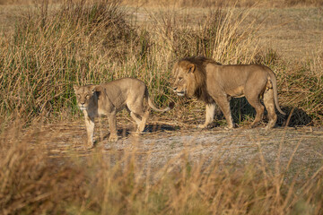 Big lion lying on savannah grass. Landscape with characteristic trees on the plain and hills in the background