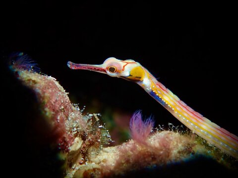 Red sea pipefish from red sea, egypt 