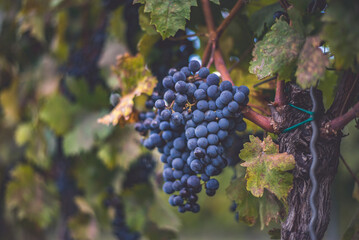 Bunches of blue grapes in the vineyard. Cabernet Franc grapes for making red wine in the harvesting.