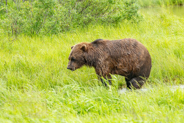 Grizzly bear (brown bear) (Ursus arctos), Moraine Creek (River), Katmai National Park and Reserve,...