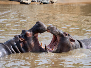 Fototapeta premium Hippopotamuses face off in a stream with their mouths open, showing their teeth and tusks. The surrounding water reflects their massive bodies. A scene of competition and challenge between animals.