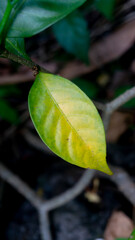 Green to Yellow Leaf Transitioning on Branch in Natural Light