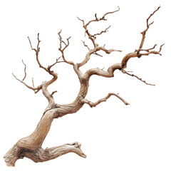 Detailed Dry Twisted Tree Branch Isolated on White Background