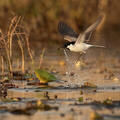 seagull flying over water