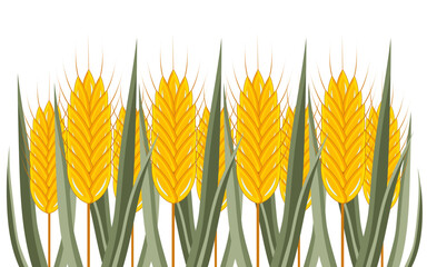 Ears of ripe wheat with green leaves isolated on white background. Vector.
