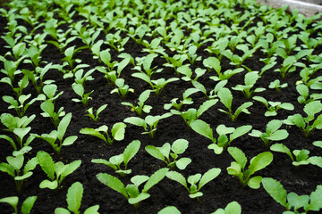  Growing red radish in a greenhouse. Germination of young red radishes in the garden. Rows of green plants.   