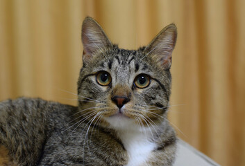 A close-up portrait of a tabby domestic cat. The cat is a Kurilian Bobtail.
