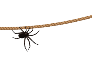 Spider climbing rope illustration, isolated PNG