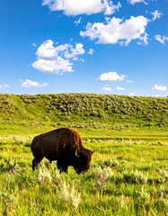 Bison grazing in a grassy meadow under a vibrant blue sky