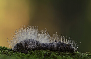 Wild forest mushroom close up photography low angle