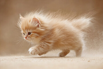 Fierce ginger kitten with fluffy lion-like mane, staring intently and ready to defend itself in a powerful, dynamic pose