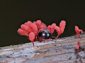 Wild forest mushroom close up photography low angle