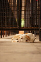 A peaceful scene shows a white and tan dog curled up and sleeping on a tiled floor beneath metal benches.