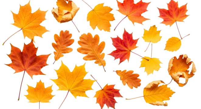 Vibrant collection of autumn leaves showcasing fall colors and textures against a clean white background