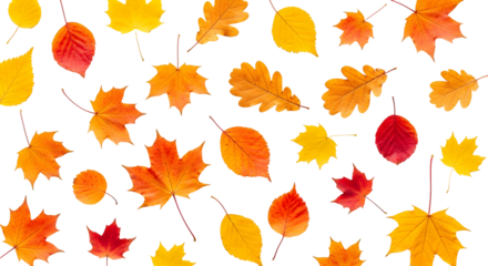 Autumn Leaves Pattern on White Background - Vibrant Fall Foliage Collection