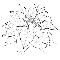 Hand Drawn of Poinsettia, Drawing Sketch, Monochrome, Christmas Flower, Aesthetic Line Art, Poinsettia Doodle, Black, Vector