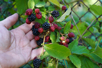 Blackberries in the hands. Bramble growing on a bush. Harvest.