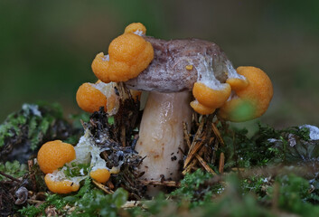 Wild forest mushroom close up photography low angle