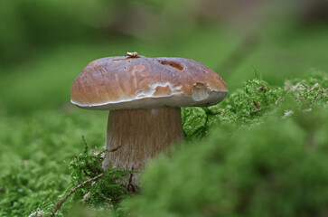 Wild forest mushroom close up photography low angle