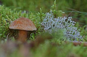 Wild forest mushroom close up photography low angle