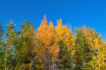 Autumnal serene scenic view of tree leaves sky background.