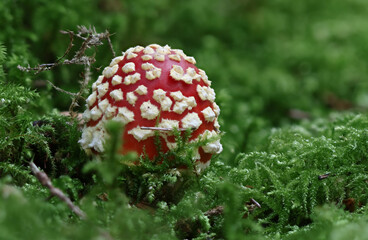 Wild forest mushroom close up photography low angle