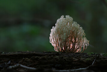 Wild forest mushroom close up photography low angle