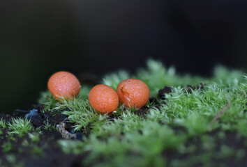 Wild forest mushroom close up photography low angle
