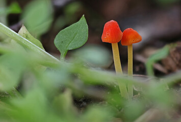 Wild forest mushroom close up photography low angle