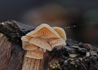 Wild forest mushroom close up photography low angle
