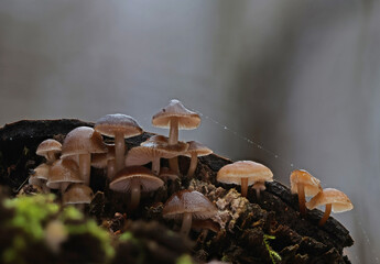 Wild forest mushroom close up photography low angle