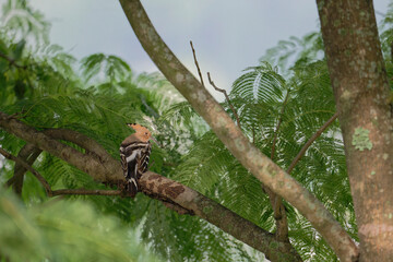 common hoopoe on the branch