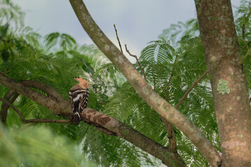 bird on a branch
